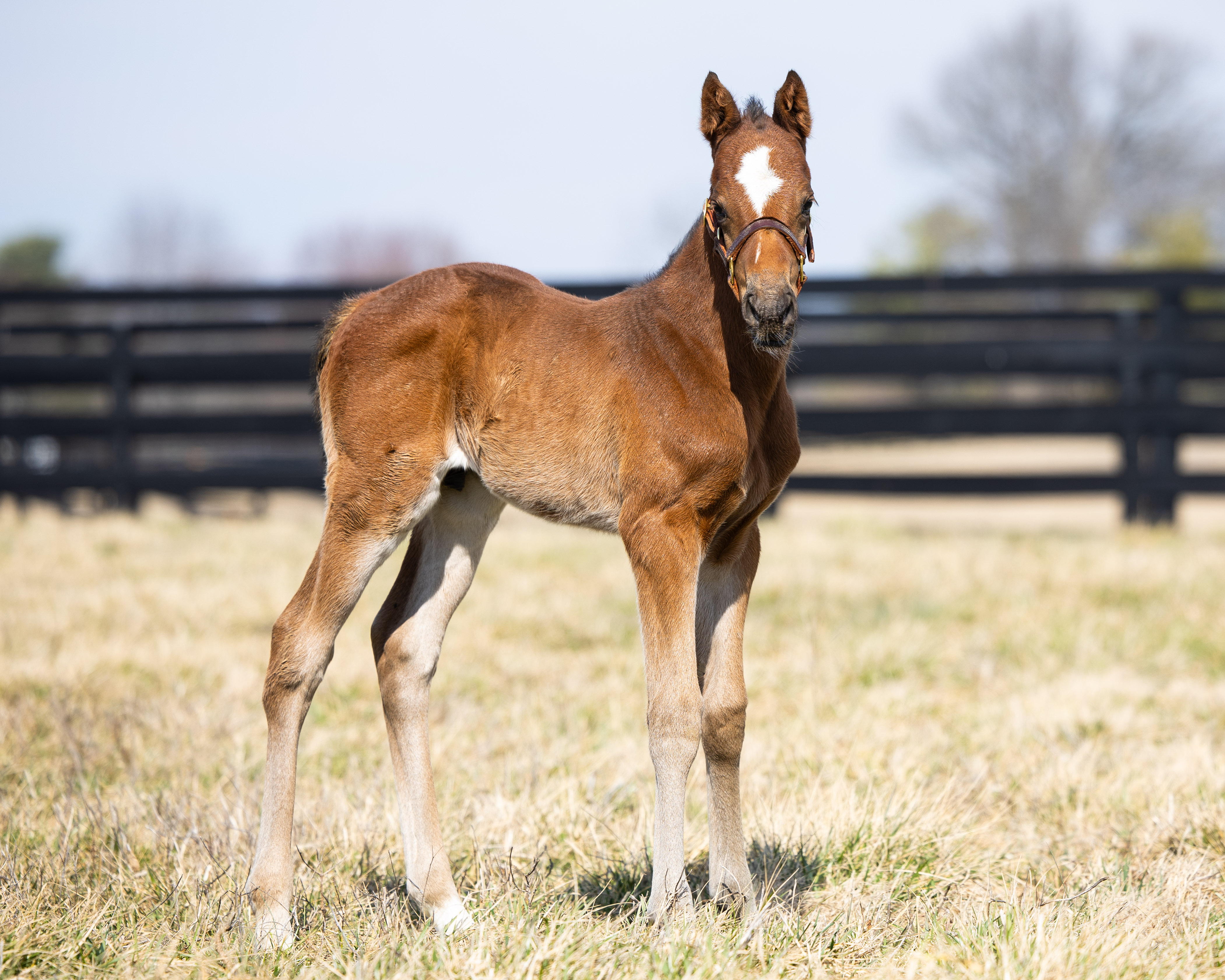 Induction Becomes Scalding’s First Winner
