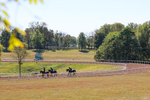 Horses jogging on the track