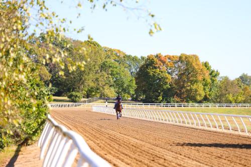 A horse galloping on the track