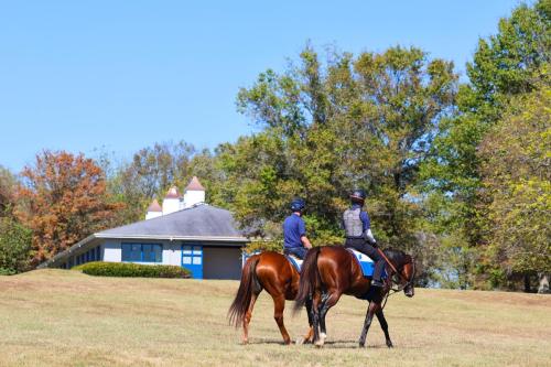 Horses walking in front of the training barn