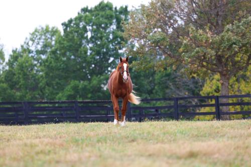 A yearling colt walking in his field
