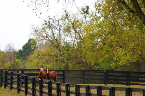Weanlings checking things out