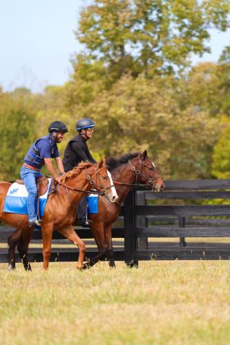 Yearling fillies exercising