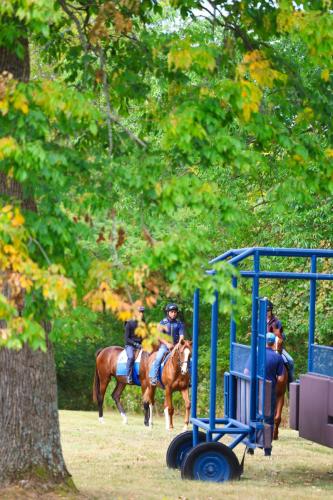 Yearling fillies with the starting gate