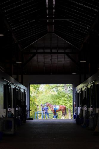 A horse getting ready to be ridden 