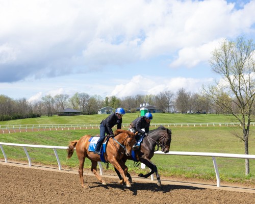 Multiverse and Executive training