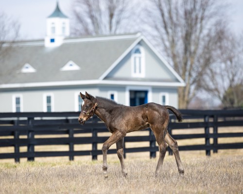 '24 Flightline - Sweet Sami D